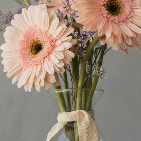 Gerbera