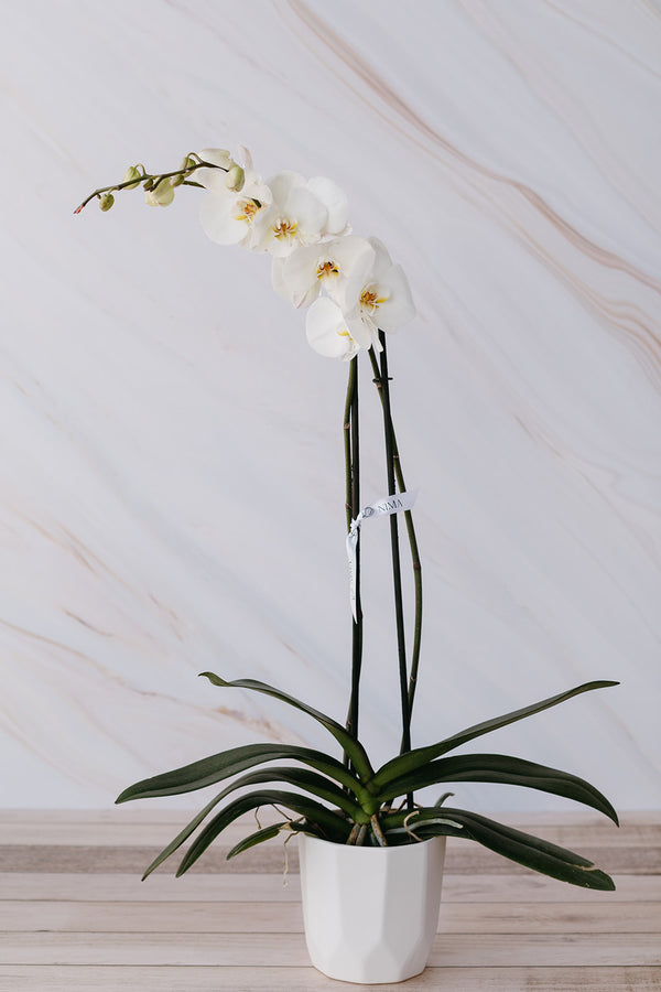 Orquídea 2V